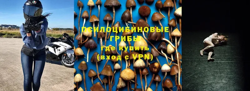 Псилоцибиновые грибы Psilocybe  Никольск 